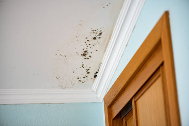 Best Local Mold Removal Service  in North Webster, IN