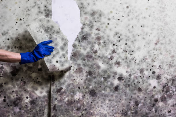Best Crawl Space Mold Removal  in North Webster, IN