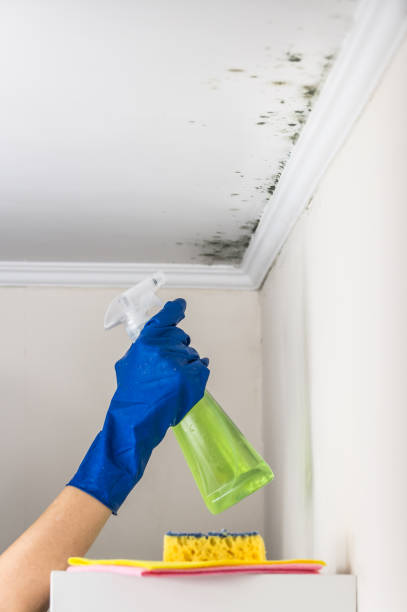 Best Affordable Mold Removal  in North Webster, IN