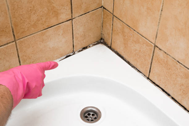Best Mold Removal Specialists  in North Webster, IN