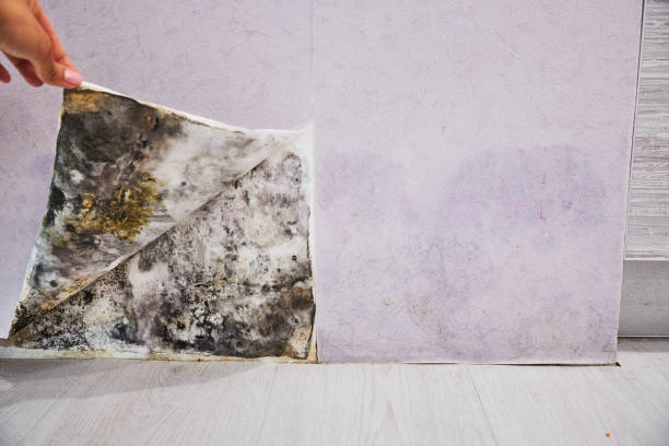 Mold Removal and Inspection in North Webster, IN